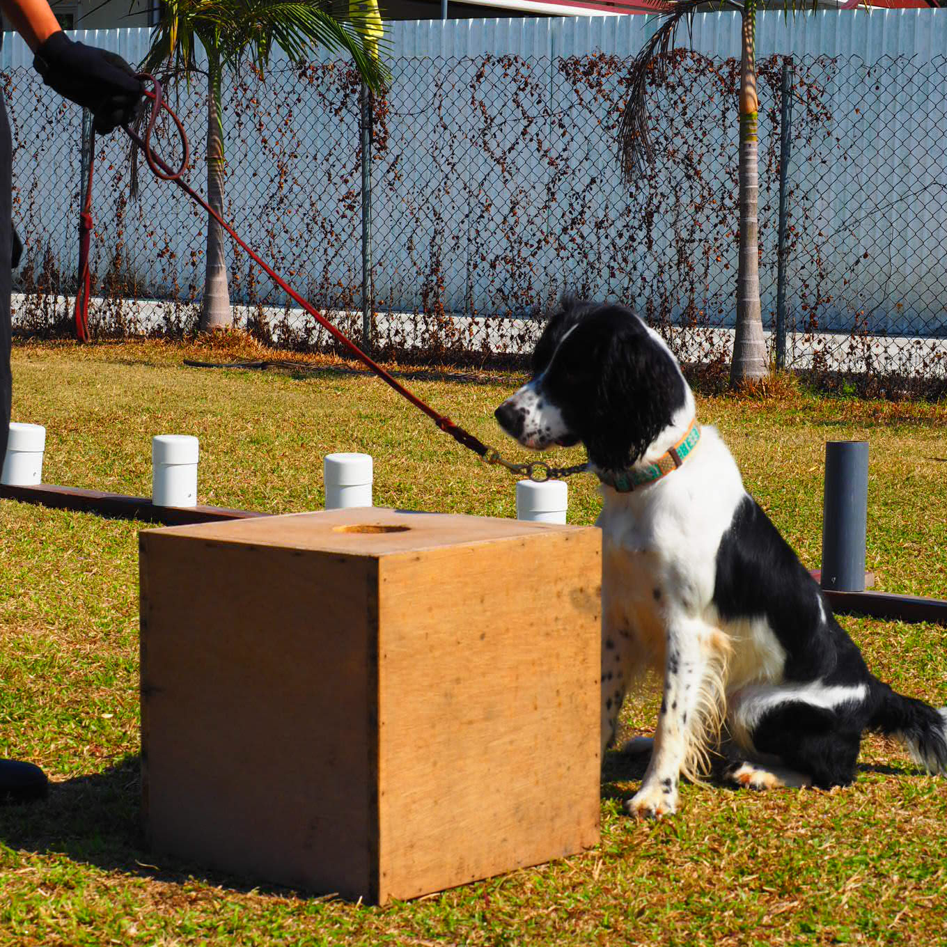 Hong Kong Guard Dog is a professional working dog agency in Hong Kong