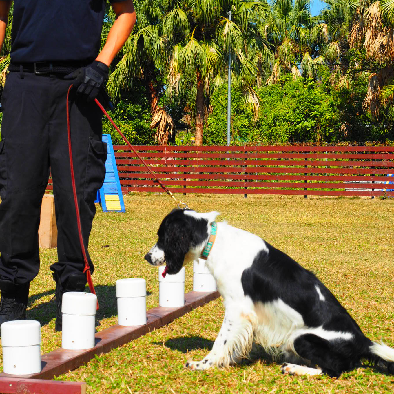 Hong Kong Guard Dog is a professional working dog agency in Hong Kong